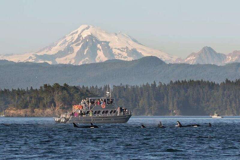 Orcas Island: Whale and Orca Guided Speedboat Tour - Setting out from Orcas Island