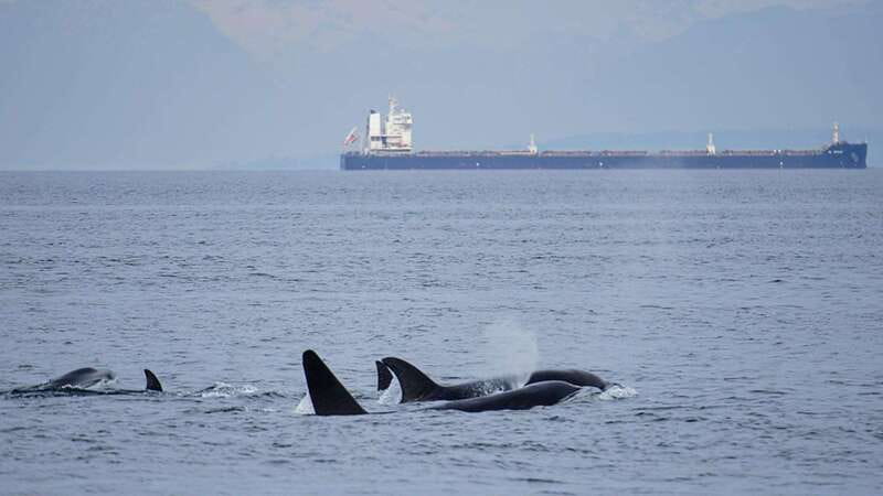 Orcas Island: Whale and Orca Guided Speedboat Tour - What the 210 minutes usually feels like