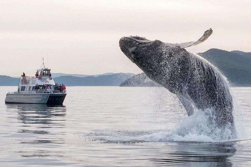 Orcas Island: Whale and Orca Guided Speedboat Tour - Orcas are the prize, but not the whole show