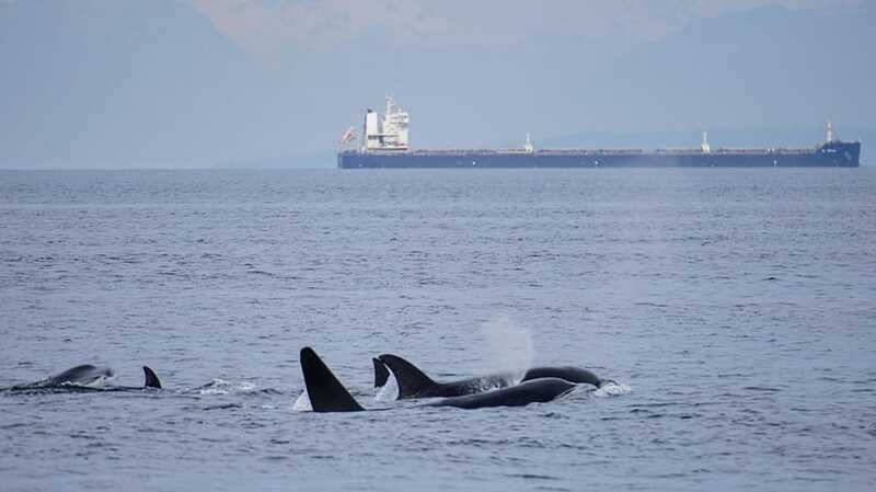 Orcas Island: Whale and Orca Guided Speedboat Tour - The extra wildlife can make the difference