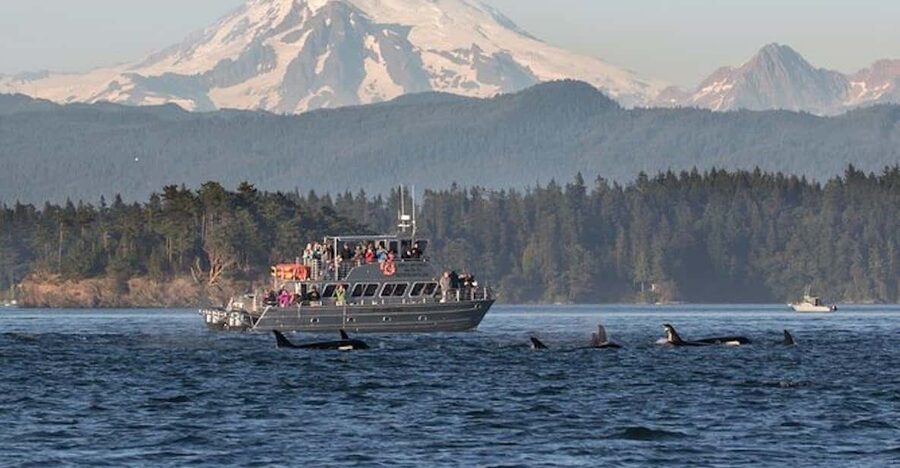 Orcas Island: Whale and Orca Guided Speedboat Tour - Why the guide matters
