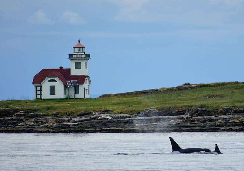 Orcas Island: Whale and Orca Guided Speedboat Tour - A speedboat built for searching