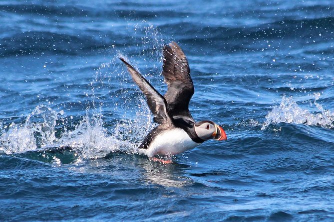 Original Big Whale Safari & Puffins Speedboat Tour from Húsavík - Setting out from Húsavík, Iceland’s whale-watching center