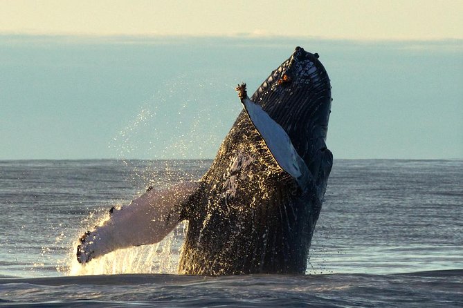 Original Big Whale Safari & Puffins Speedboat Tour from Húsavík - Puffin Island from April through August