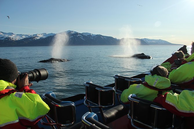 Original Big Whale Safari & Puffins Speedboat Tour from Húsavík - Guides who add meaning to the sightings