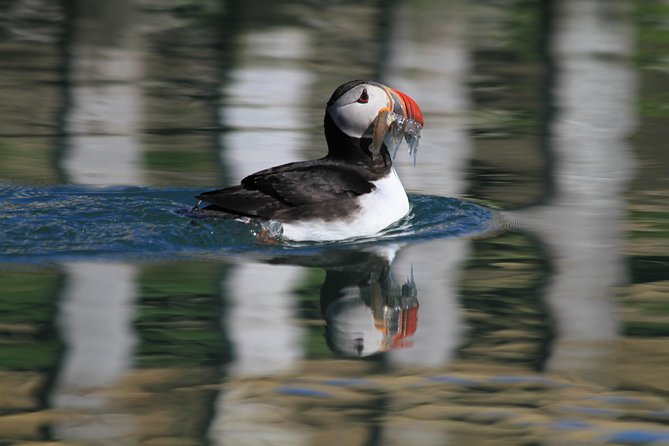 Original Big Whale Safari & Puffins Speedboat Tour from Húsavík - Is $180.27 a fair price?