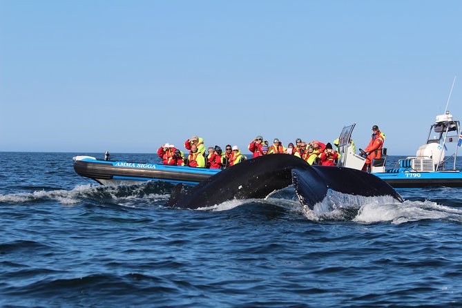 Original Big Whale Safari & Puffins Speedboat Tour from Húsavík - Timing, cancellations, and planning your day