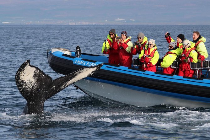 Original Big Whale Safari & Puffins Speedboat Tour from Húsavík - Stop one: searching for whales in Skjálfandi Bay