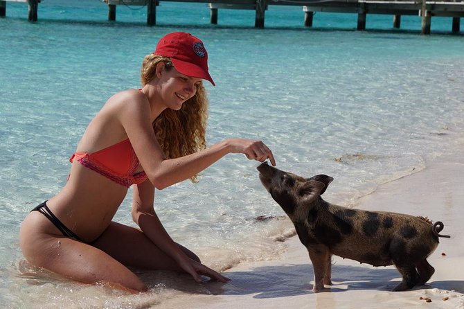 Original Exuma Powerboat Adventures - Swimming pigs, stingrays, and the shark presentation