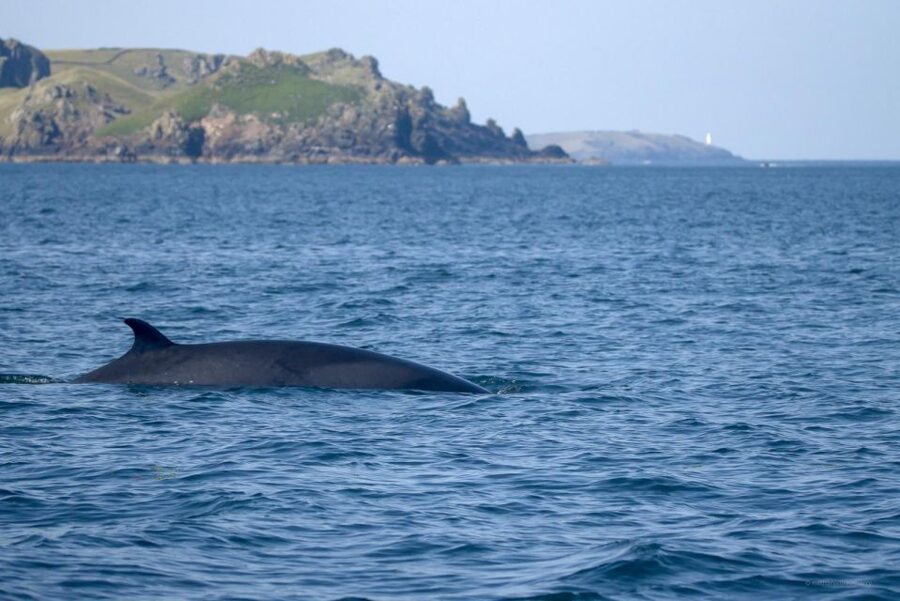 Padstow: Guided RIB Sealife Safari - Key things to know before you book