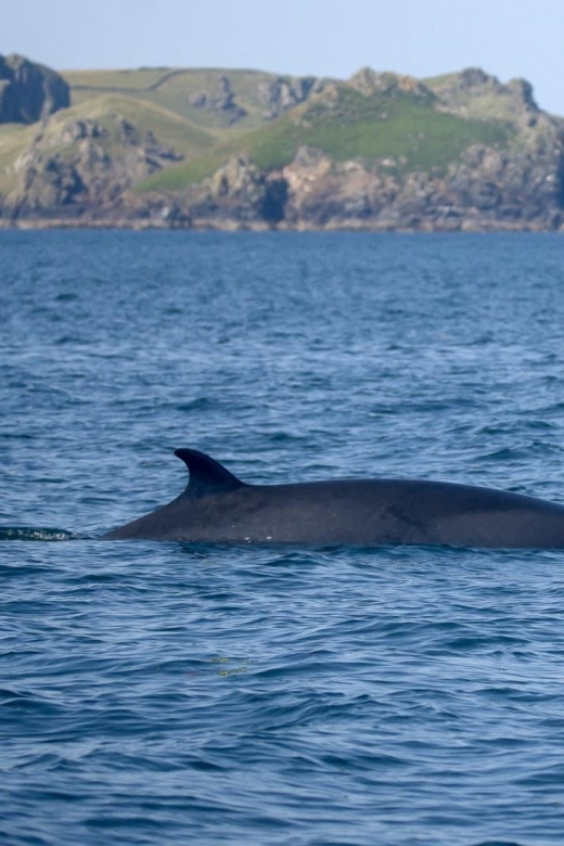 Padstow: Guided RIB Sealife Safari - Searching for dolphins, seals, and whales