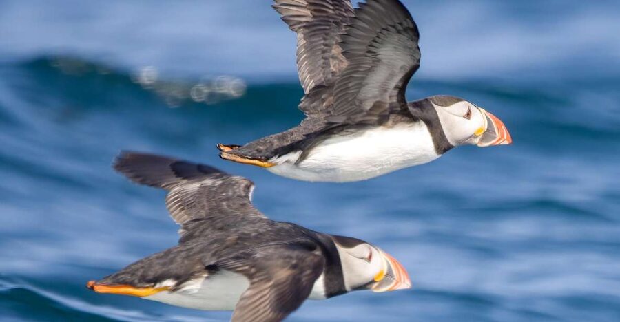 Padstow: Guided RIB Sealife Safari - Puffin Island and the spring bird colonies