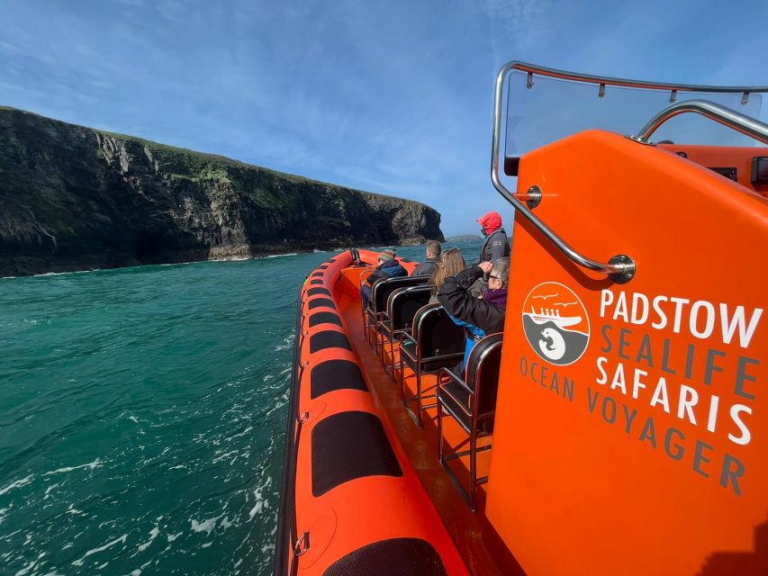 Padstow: Guided RIB Sealife Safari - Port Isaac or Trevose Head, depending on conditions