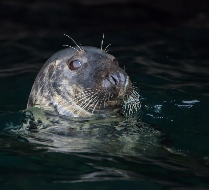 Padstow: Guided RIB Sealife Safari - Is $60 good value for two hours?