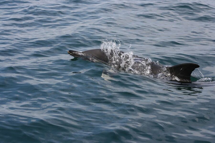 Padstow: Guided RIB Sealife Safari - Practical ways to enjoy the ride