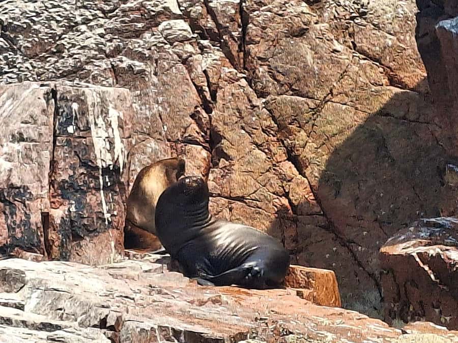 Paracas: Tours to Ballestas Islands by Speed Boat - The first ride across Paracas Bay