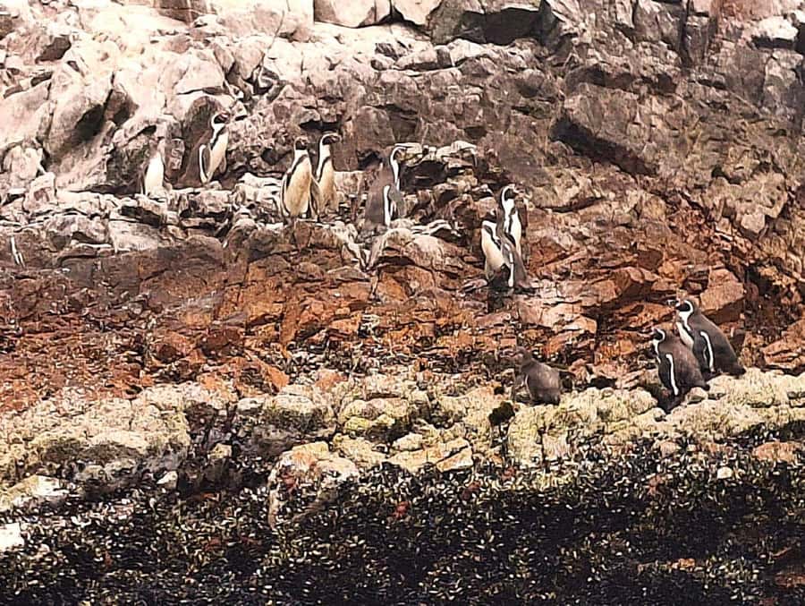 Paracas: Tours to Ballestas Islands by Speed Boat - Safety, seasickness, and changing weather