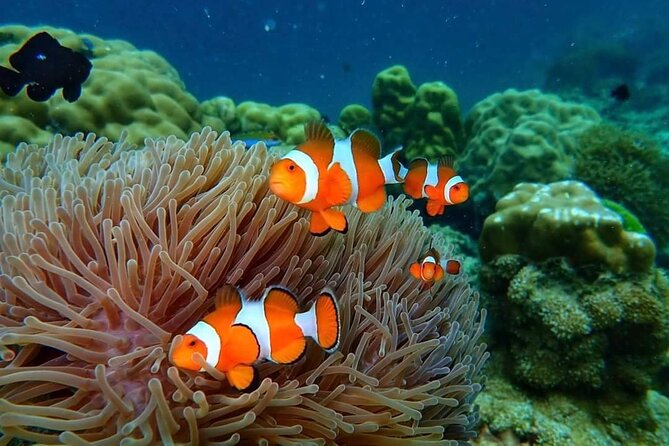 Phi Phi & Bamboo Islands Snorkeling Tour w/ Fins by Speedboat - Monkey Beach from the water
