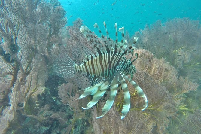 Phi Phi Early Bird & 4 Islands - Day Tour by Speedboat From Krabi - Bamboo Island combines lunch with downtime