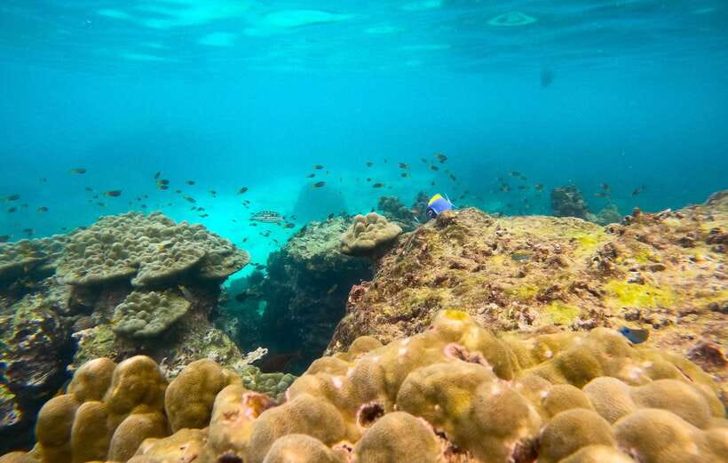 Phi Phi: Half-Day Speedboat Tour with Maya Bay & Snorkel - Pileh Lagoon: the best place to cool off