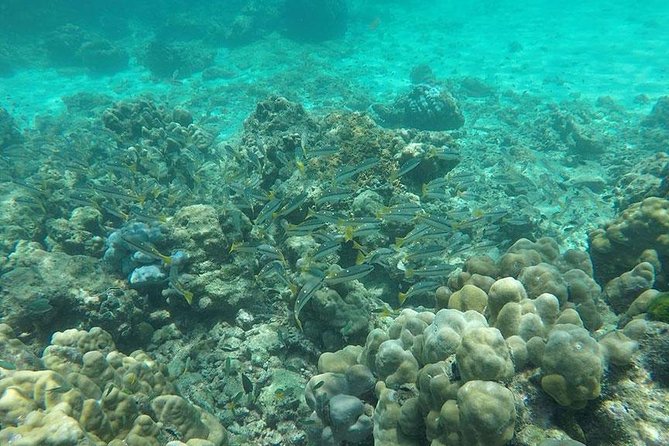 Phi Phi Islands One Day Tour by Speedboat From Phuket - What the $73.08 price really covers
