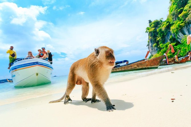 Phi Phi , Khai & Maya : Unforgettable Island Hopping by Speedboat - Monkey Beach depends on the tide