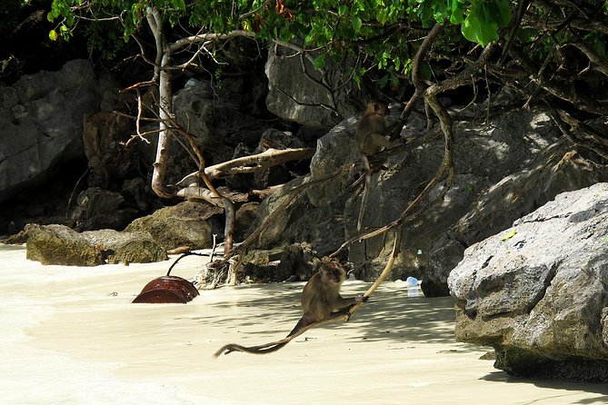 Phi Phi & Maya Bay Speedboat: All-Day Food & Choice of 3 Marinas - Lunch on Phi Phi Don