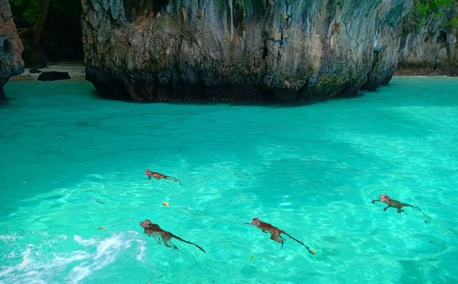 Phi Phi: Sunrise & Beat The Crowds to Maya Bay by Speedboat - Snorkeling brings the best chance of marine life
