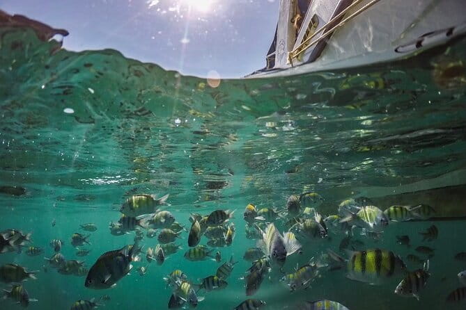 Phi Phi with Maya and Bamboo Island Day Trip by Speedboat - Monkey Beach and Viking Cave are quick scenic stops