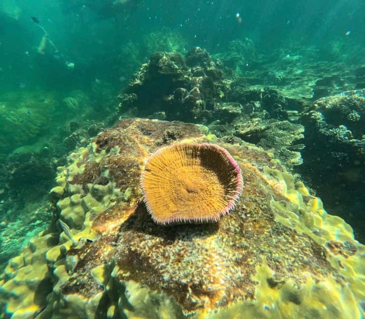 Phu Quoc: Snorkeling and Island Hopping by Speedboat & Lunch - Lunch on Mong Tay or May Rut Trong