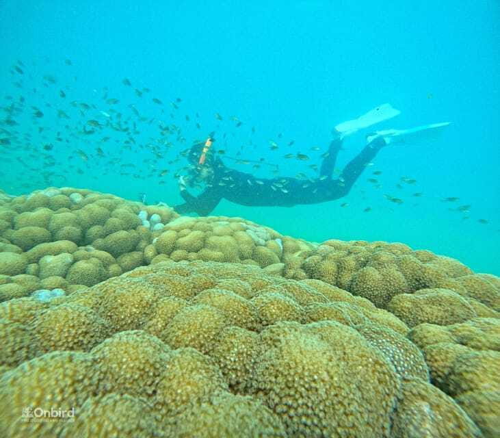Phu Quoc: Speed Boat Tour 4 Islands - 2 Reefs Snorkeling - Who should book this Phu Quoc snorkeling tour?