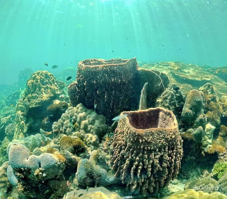 Phu Quoc Speedboat Pro Snorkeling: 4 Islands-2 Reefs & Meal - What $61 buys you