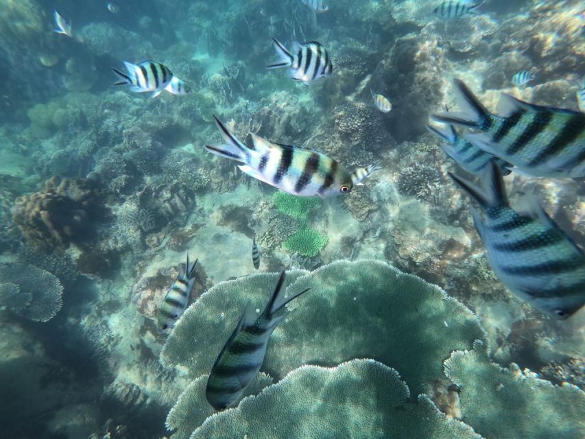Phu Quoc: Speedboat Tour of 4 Islands with Snorkeling & BBQ - The mainland BBQ is a smart end to the outing