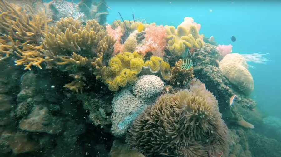 Phu Quoc: Speedboat Tour of 4 Islands with Snorkeling & BBQ - Guides such as Windy and Ben shape the day