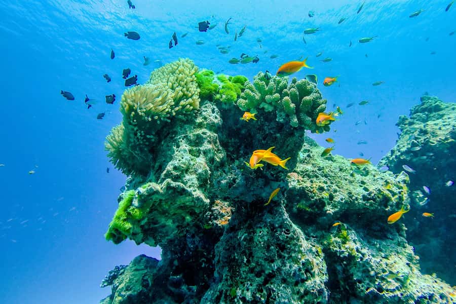Phuket/Khao Lak: Speedboat Snorkel Tour to Similan Islands - Koh Similan: lunch, beach time, and the Sailing Rock walk