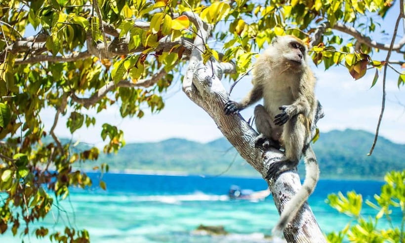 Phuket : Phi Phi Island Trip by Speedboat with Lunch - Is $112 a fair price?
