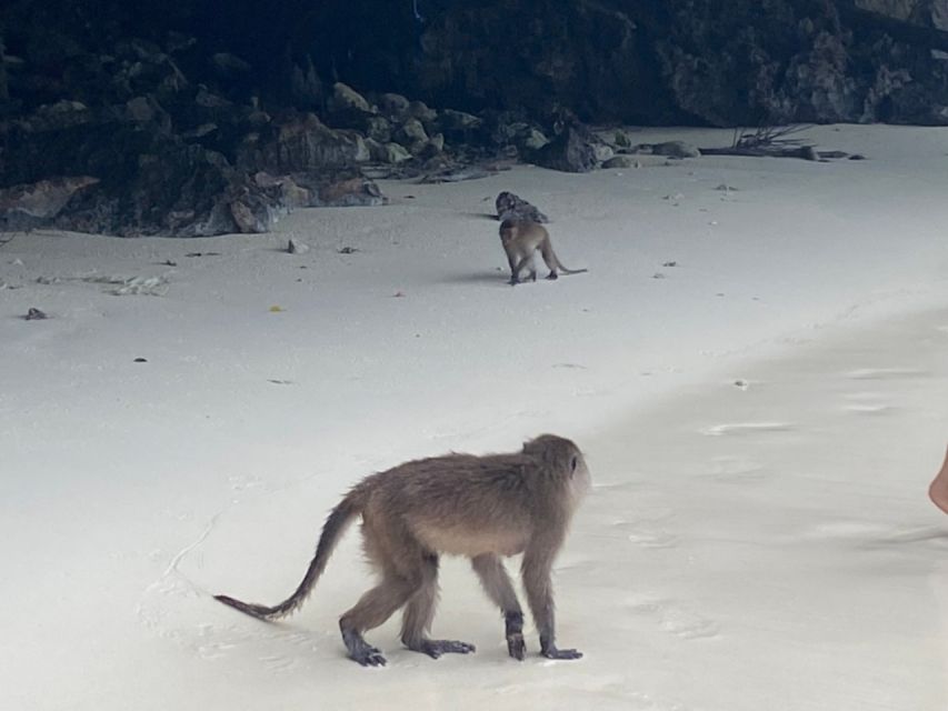 Phuket: Phi Phi & Khai Island Private Speedboat Charter Tour - Pileh Bay and the underwater world