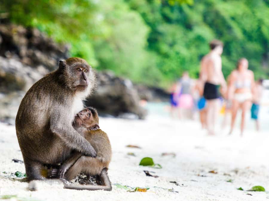 Phuket; Phi Phi, Maya Bay, Bamboo or Khai Island Speedboat - Pileh Cove is the strongest water stop