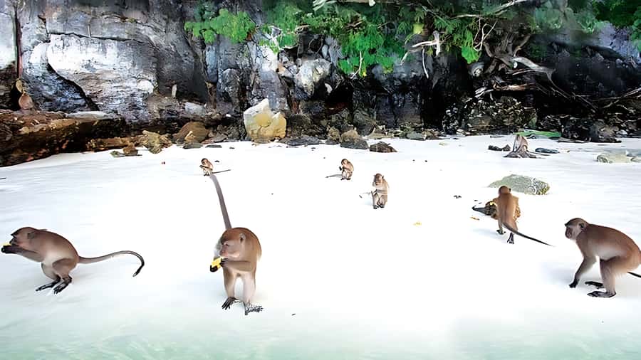 Phuket; Phi Phi, Maya Bay, Bamboo or Khai Island Speedboat - Maya Bay is the headline stop, with important limits
