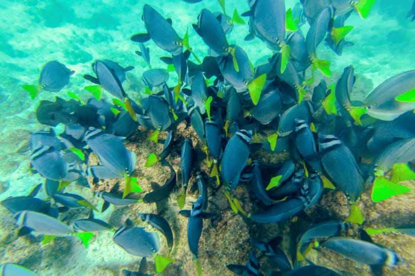 Phuket: Racha and Coral Islands Speedboat Trip with Lunch - Why this island pairing works