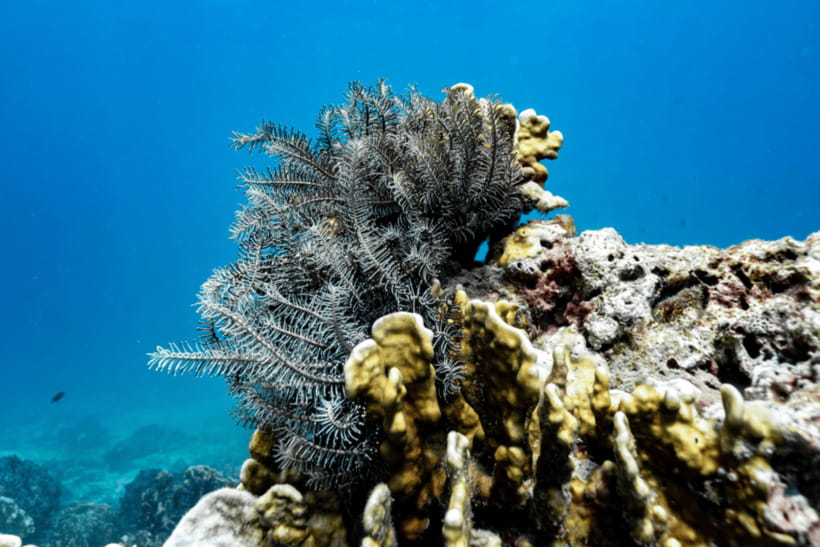 Phuket: Racha and Coral Islands Speedboat Trip with Lunch - Who will get the most from this trip?