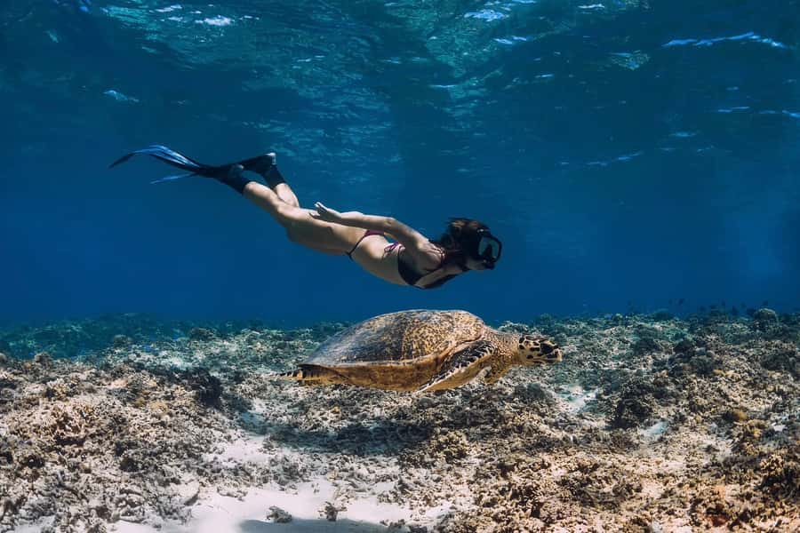 Phuket: Similan day full day trip by speedboat - The return crossing, snacks, and light dinner