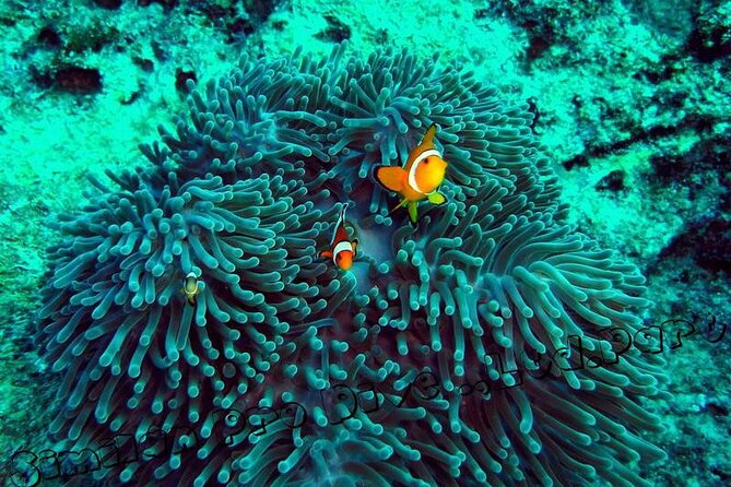 Phuket Similan Island Andaman Ocean Tour by Van and Speedboat - Why the Similan Islands make such a full-day outing