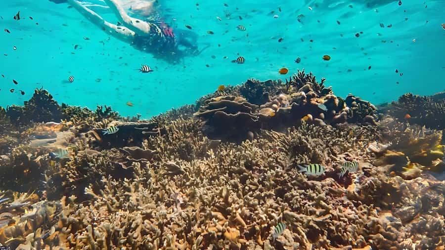 Phuket: Similan Island by Speedboat - Who will enjoy this day most