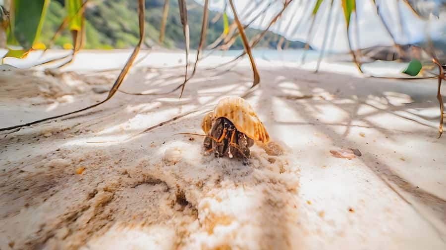 Phuket: Similan Island by Speedboat - Two hours at Koh Miang for lunch and swimming