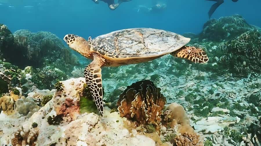Phuket: Similan Island by Speedboat - What is included in the $115 price