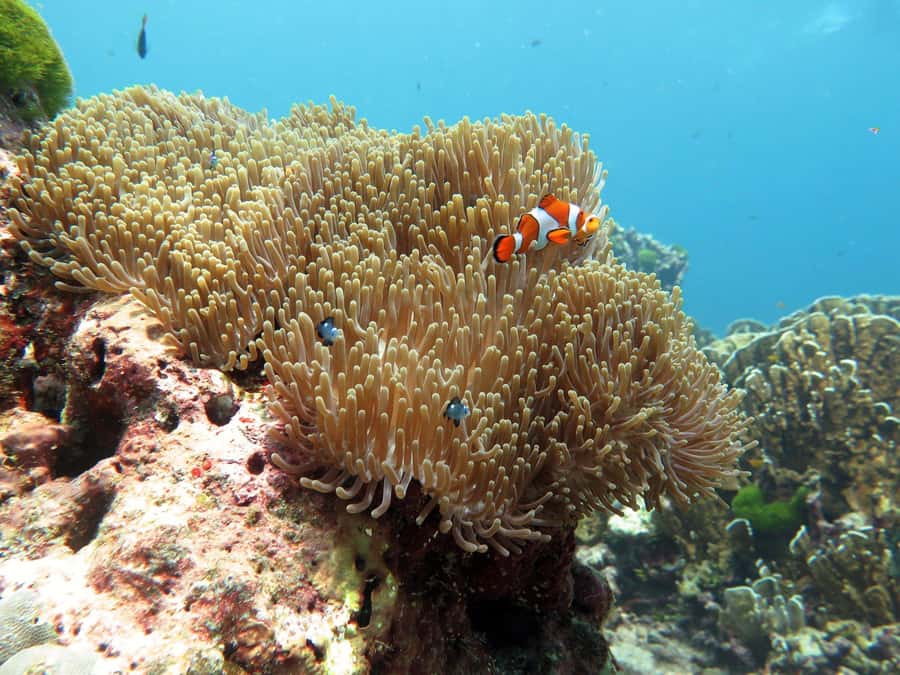 Phuket: Similan Island Full-Day Trip by Speedboat with Meals - Key points to know before booking