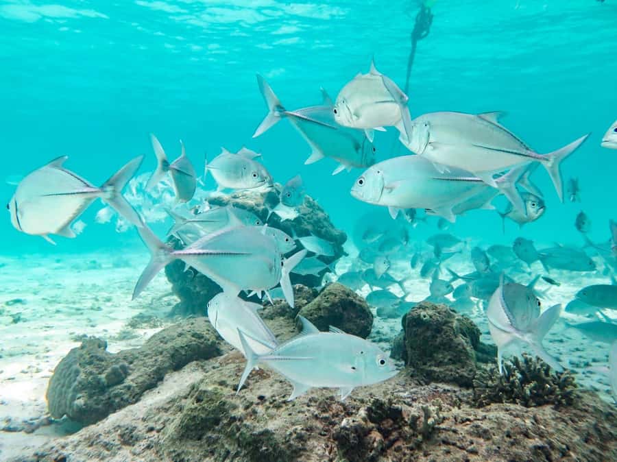 Phuket: Similan Island Full-Day Trip by Speedboat with Meals - Speedboat travel to the islands