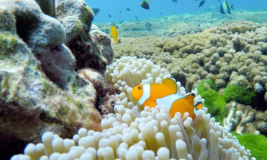 Phuket: Similan Island Full-Day Trip by Speedboat with Meals - Thai buffet lunch at midday