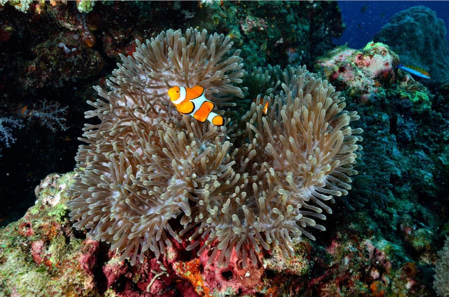 Phuket: Similan Islands Day Tour by Speedboat with Lunch - The return to the pier and Phuket